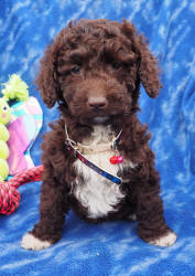 Miniature Labradoodle