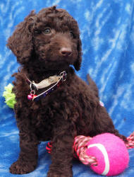 Miniature Labradoodle