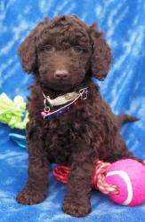 Miniature Labradoodle