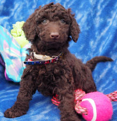 Miniature Labradoodle