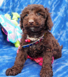 Miniature Labradoodle