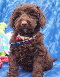 Miniature Labradoodle