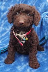 Miniature Labradoodle