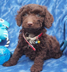 Miniature Labradoodle