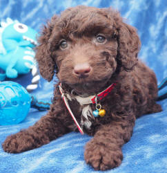 Miniature Labradoodle