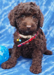 Miniature Labradoodle