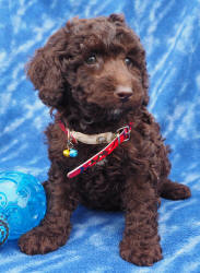 Miniature Labradoodle