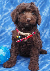 Miniature Labradoodle