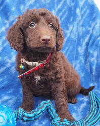 Miniature Labradoodle