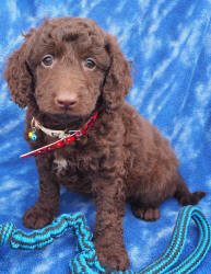 Miniature Labradoodle