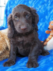 Spoodle Puppy