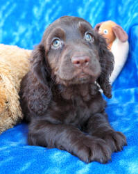 Spoodle Puppy