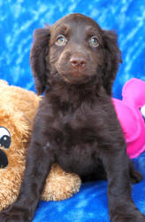 Spoodle Puppy