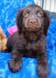 Spoodle Puppy