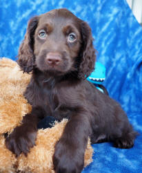 Spoodle Puppy