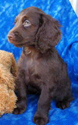Spoodle Puppy