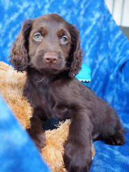 Spoodle Puppy