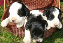 Parti Labradoodle Puppies, Black and White