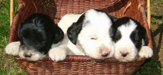 Parti Labradoodle Puppies, Black and White