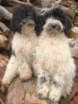 Parti Labradoodle Puppies, Black and White