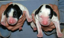 Parti Labradoodle Puppies, Black and White