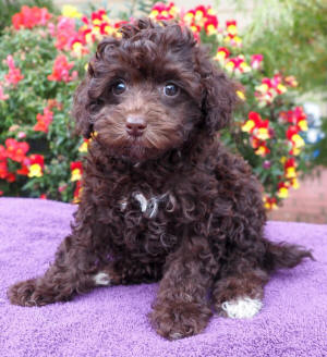 labradoodle puppy