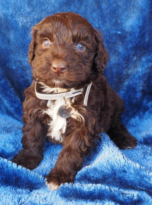 labradoodle puppy