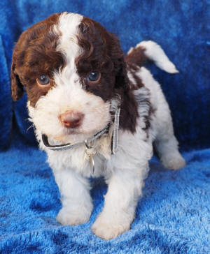 labradoodle puppy