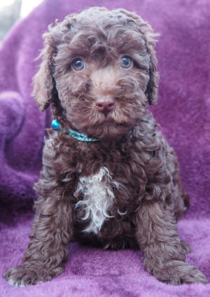 labradoodle puppy