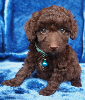 labradoodle puppy