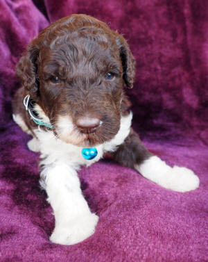 labradoodle puppy