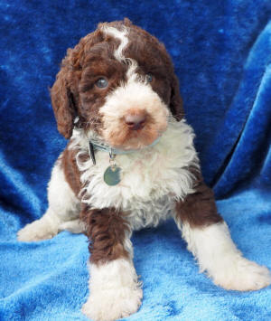 labradoodle puppy