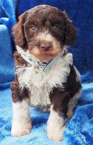 labradoodle puppy