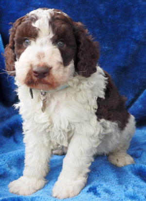 labradoodle puppy