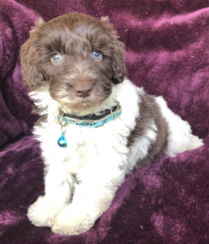 labradoodle puppy