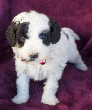 labradoodle puppy