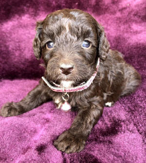 labradoodle puppy