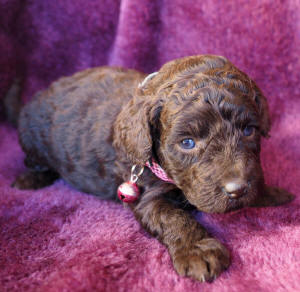 labradoodle puppy