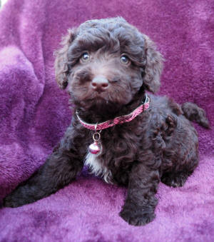 labradoodle puppy