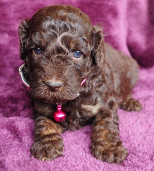 labradoodle puppy