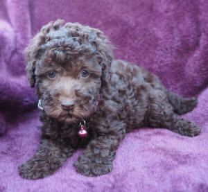 labradoodle puppy