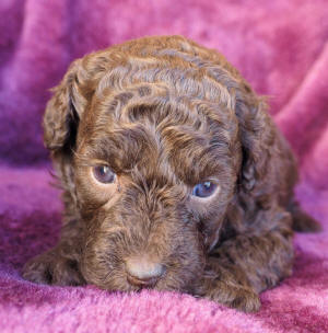 labradoodle puppy