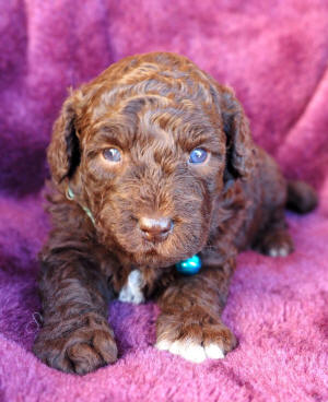 labradoodle puppy