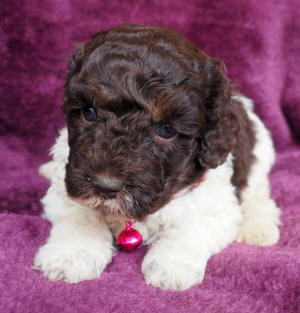 labradoodle puppy