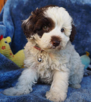 labradoodle puppy