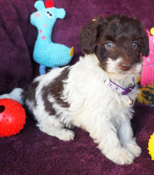 labradoodle puppy