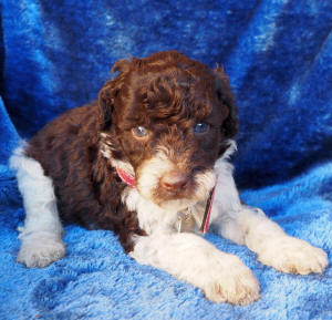 labradoodle puppy