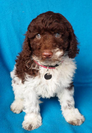 labradoodle puppy