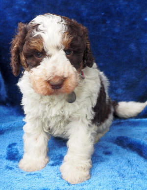 labradoodle puppy