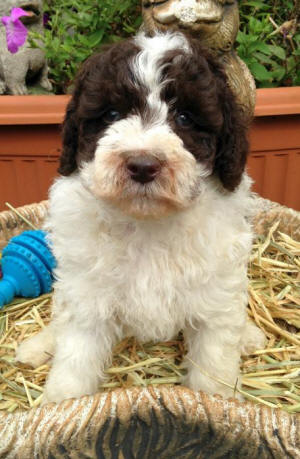 labradoodle puppy